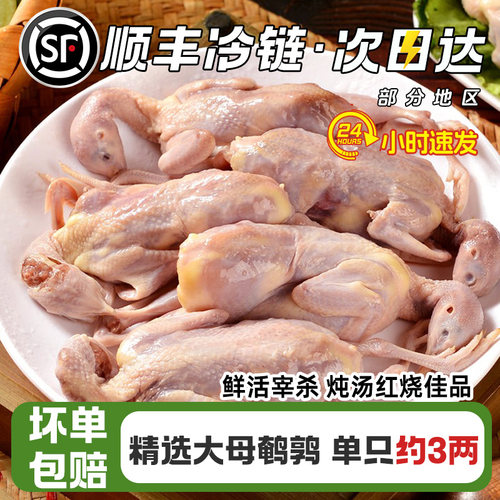 鹌鹑新鲜现杀特大农家散养40只