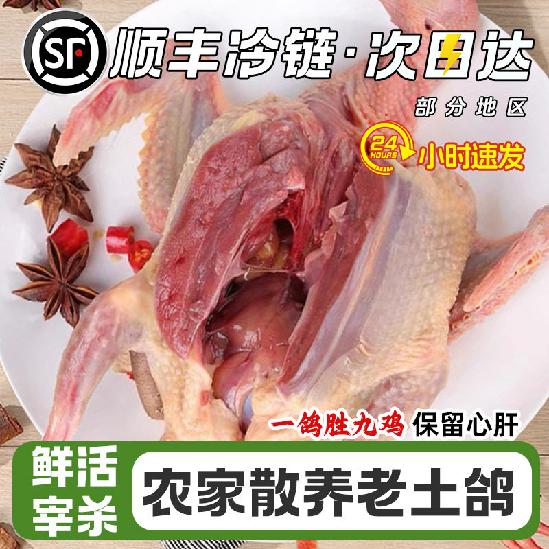鸽子新鲜现杀鲜活土鸽子农家散养鸽子肉炖煲汤乳鸽生鲜老鸽子5年