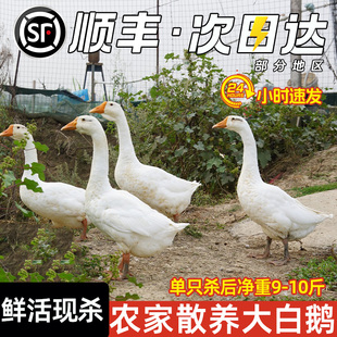顺丰 鹅肉新鲜大鹅整只农家散养鲜活现杀鹅肉生鲜铁锅炖大鹅 包邮