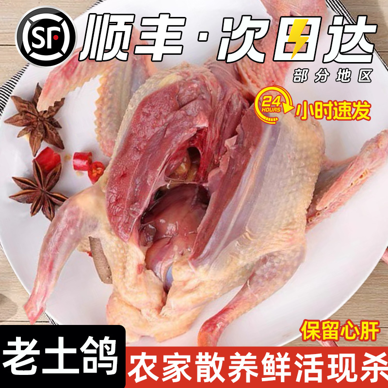 鸽子新鲜现杀鲜活土鸽子