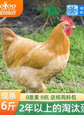 大用黄油鸡老母鸡农家散养土鸡活鸡新鲜现杀跑山鸡整只正宗三黄鸡