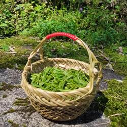 2026年新茶溪口山里茶绿茶散装高山云尖茶茶农直销50g包邮