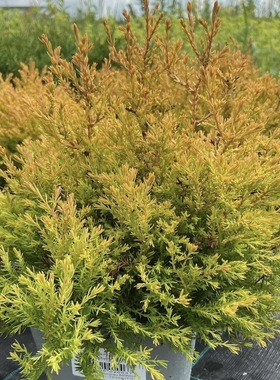 北美香柏 金光绒矮生型针叶常绿树种 多年生耐寒耐热花园庭院盆栽