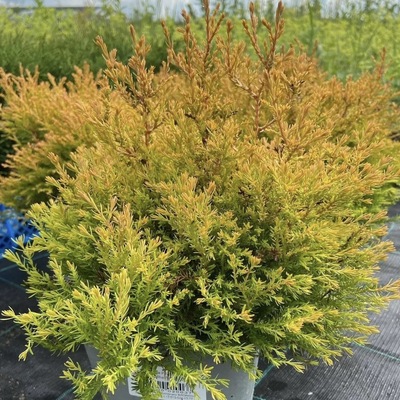 北美香柏 金光绒矮生型针叶常绿树种 多年生耐寒耐热花园庭院盆栽