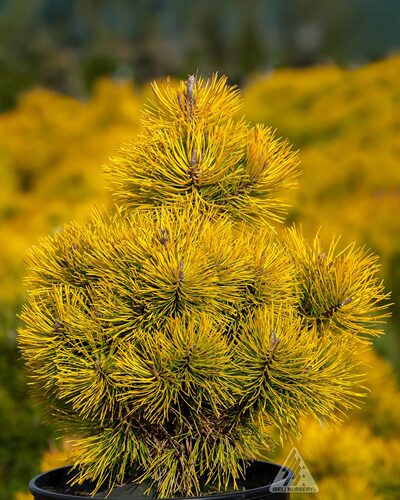 欧洲山松冬日阳光多年生盆栽庭院花园四季常青绿植