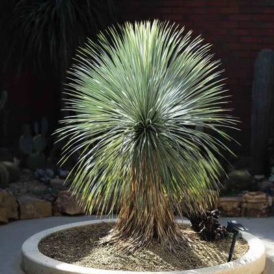 丝兰蓝龙多年生常绿植物喜阳耐寒热耐旱常绿观叶花园庭院盆栽地栽