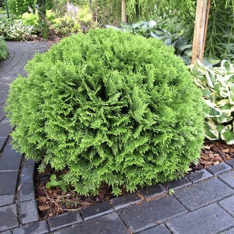 北美香柏‘小蒂姆’进口针叶多年生常绿耐热耐寒花园庭院阳台盆栽