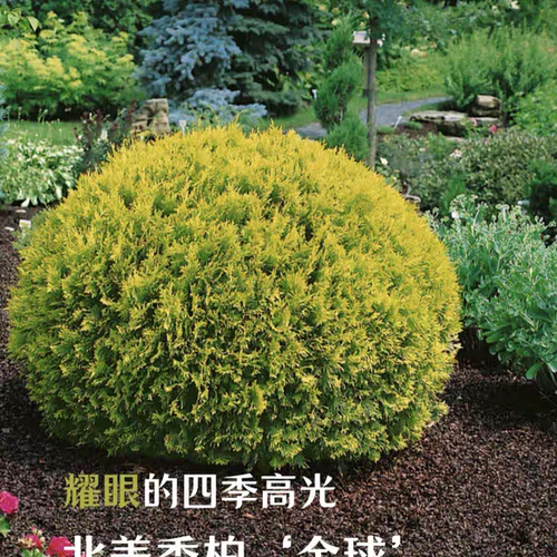 针叶树 北美香柏 金球 进口新品多年生小耐热寒花园庭院阳台盆栽