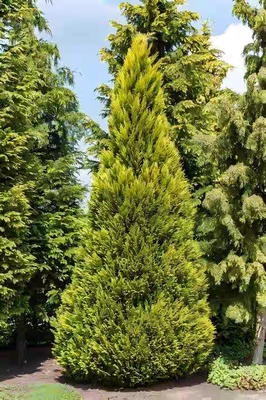 北美扁柏 直立金柏 进口新品多年生耐热寒花园庭院阳台盆栽