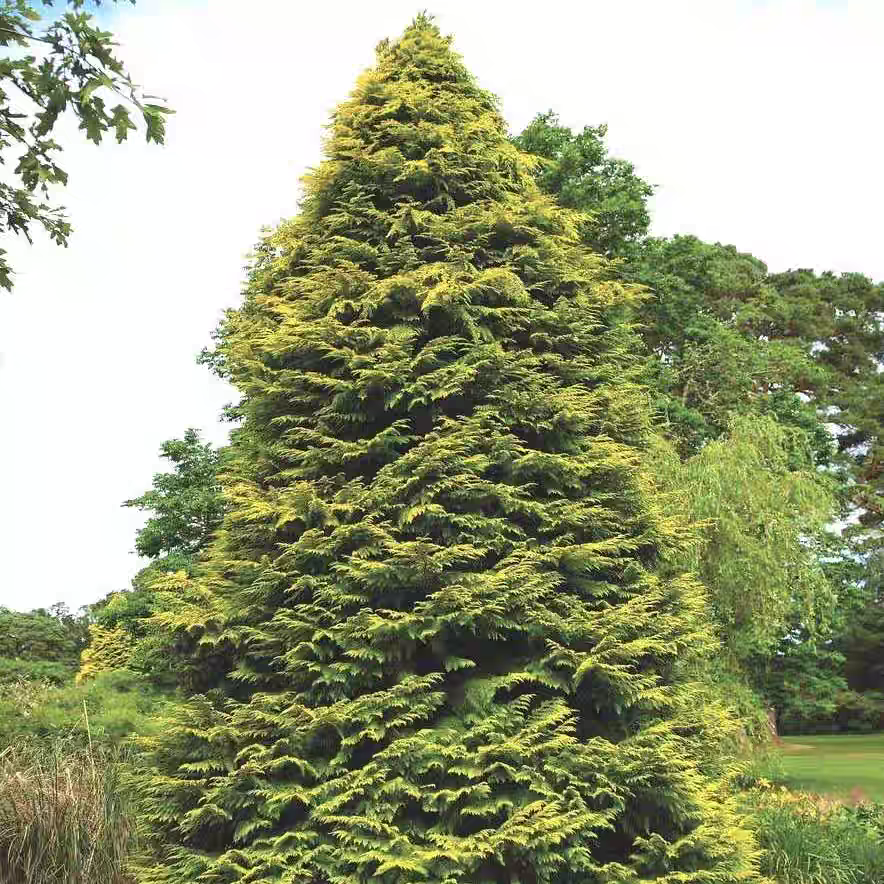 北美扁柏‘莱恩'进口新品多年生常绿耐热寒花园庭院阳台盆栽好养,鲜花速递/花卉仿真/绿植园艺,时令草本花卉,淘宝优惠券,粉丝福利购,淘宝优惠卷