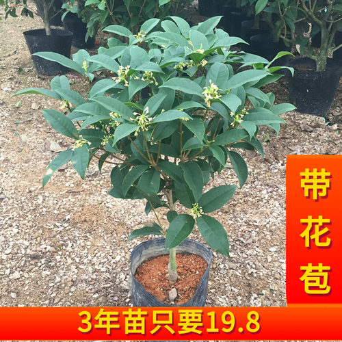 福建好养耐寒浓香型桂花树苗包邮