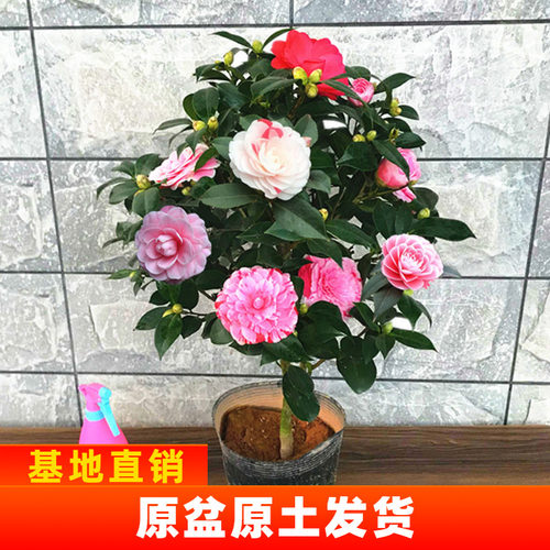 绿植福建盆栽茶花树苗五色赤丹