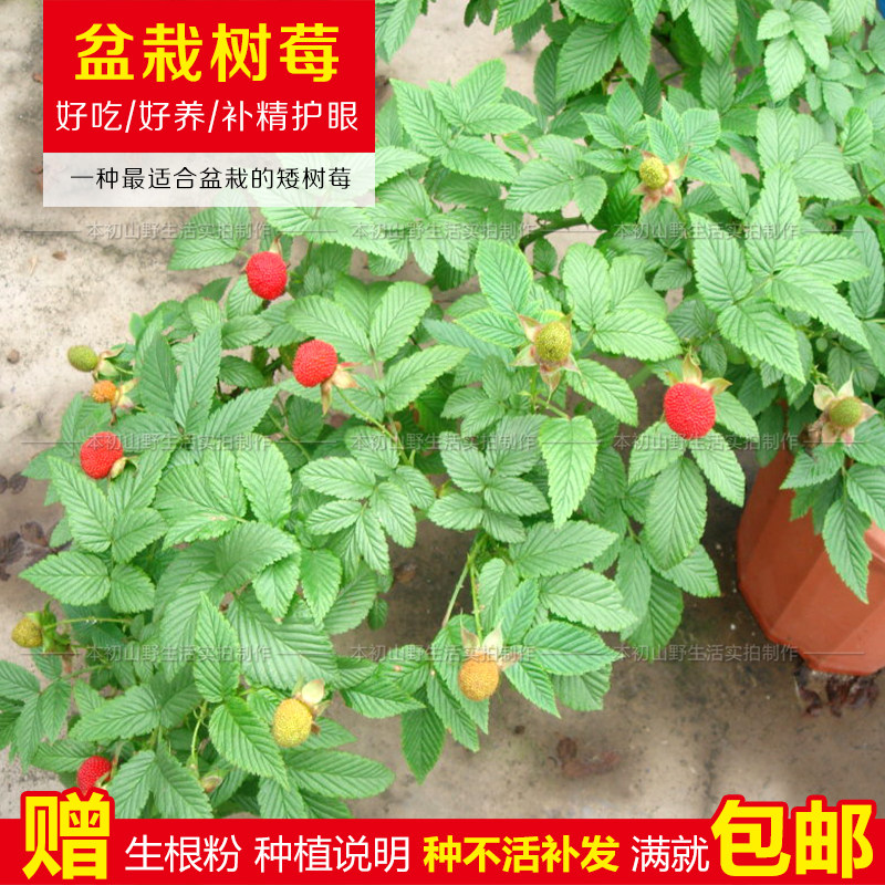 树莓覆盆子苗野草盆栽地栽阳台当年结果南北带花果树庭院红树梅矮