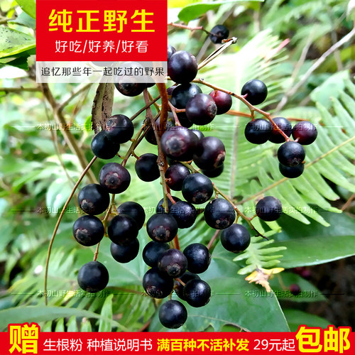 乌饭子苗蓝莓南烛南方小绿植