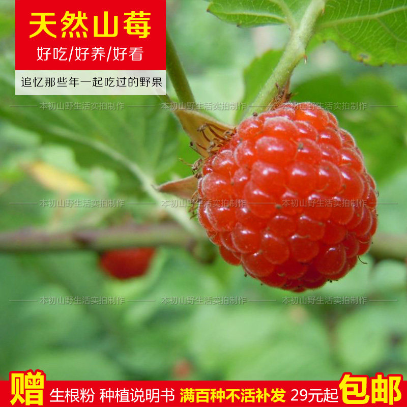 山莓树莓苗山抛子刺泡撒秧泡四月泡葫芦泡红树梅大麦泡野果牛奶泡