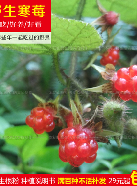野生野果寒莓苗树莓刺泡虎面菠踏地杨梅倒地冬菠含莓肺形草冬扎公