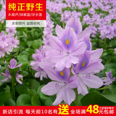 布袋浮水莲花水培净化水质凤眼莲