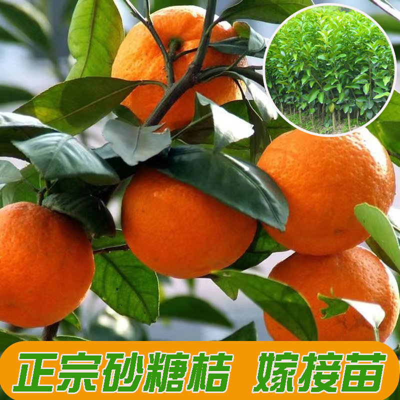 沙糖桔树苗肇庆产地直发正宗四会砂糖橘苗嫁接果苗包邮