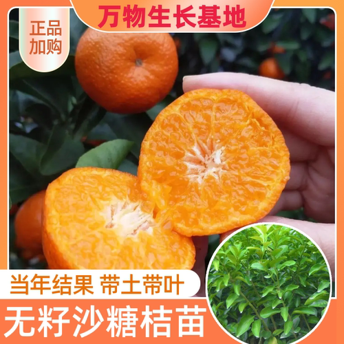 树苗肇庆直发无籽嫁接沙糖桔包邮