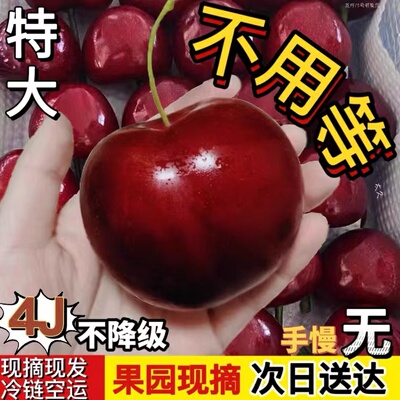 山东大樱桃美早新鲜水果整箱5斤特大烟台空运次日达国产车厘子