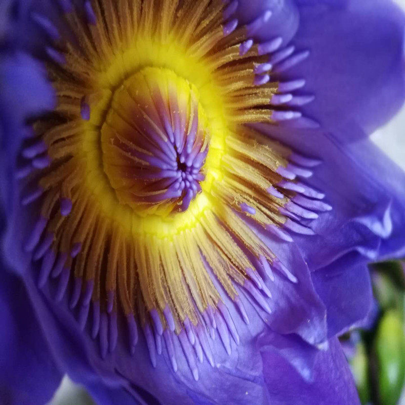 基地直销 新鲜蓝莲花500克鲜花供佛纯露花茶补水奇葩保湿提亮