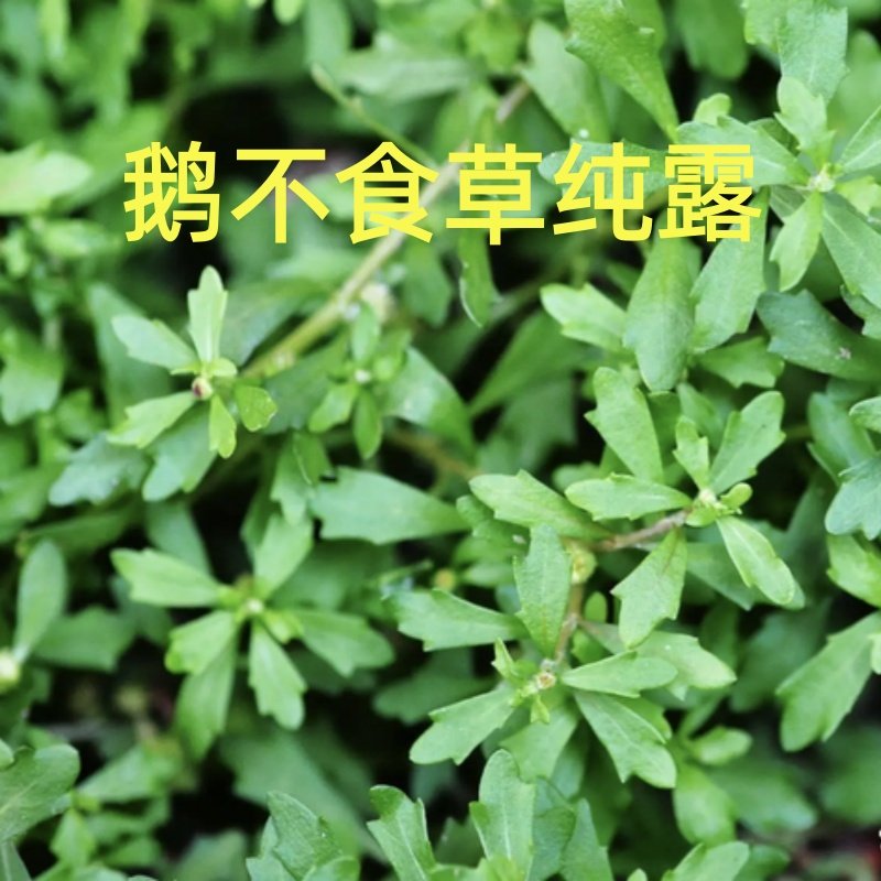 鹅不食草纯露原料手工皂代替水相传统蒸馏调配精油芳疗DIY