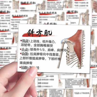 106张人体运动肌肉贴纸医学肌肉解剖知识点图文笔记学习简约色彩图