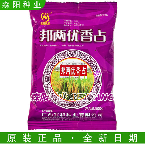 兆和丰邦两优香占高产抗倒稻种