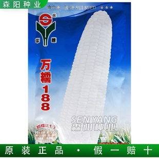 华穗万糯188玉米种子2000国审中熟甜糯玉米鲜食加工白甜糯美玉27