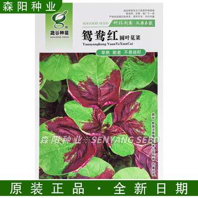红苋菜种子早熟耐老不易结籽