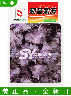 新万农观音紫苏种子耐热耐旱香浓