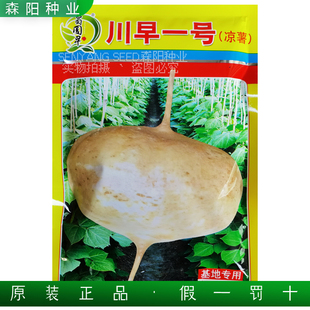 川早一号凉薯种子特早熟杂交水果凉薯小叶细藤牧马山地瓜双鑫108