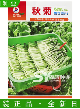 金阳红秋菊白菜苔种子耐寒高产