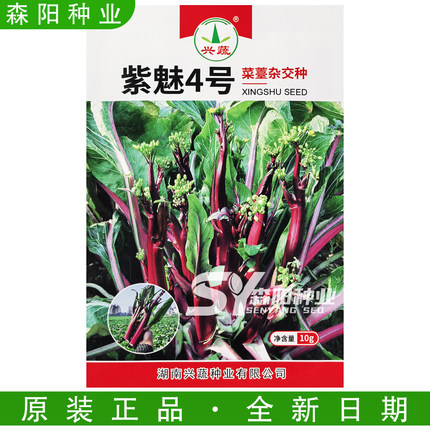 兴蔬紫魅4号菜苔杂交种70天中熟紫红甜菜心红菜苔十月红万紫千红