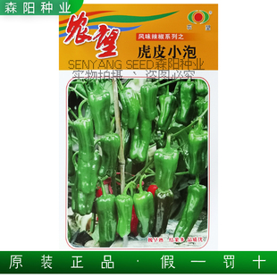 农望虎皮小泡辣椒种子极早熟薄皮灯笼椒湘研美玉春秋季虎皮辣椒籽