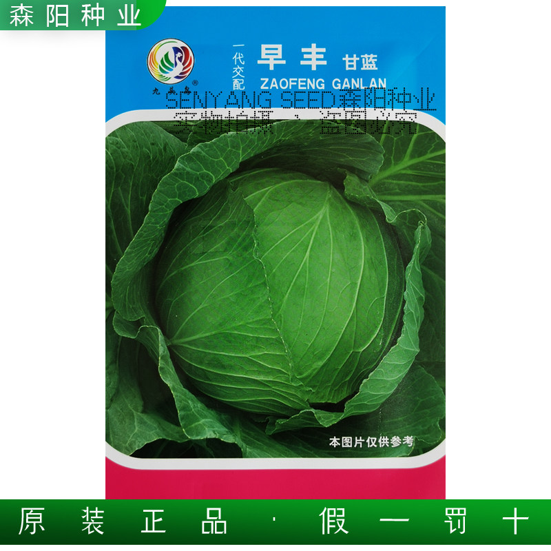 九头鸟早丰甘蓝种子早熟抗裂扁球甘蓝奥奇娜包心菜种籽寒将军种籽