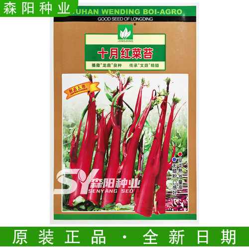 文鼎十月红菜苔种子早中熟亮红