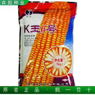 科光K玉6号杂交玉米种子大棒高产大田玉米粘包谷饲料玉米郑单958