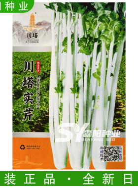 川塔实芹速生白芹种子脆嫩浓香