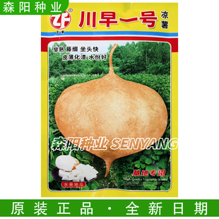 正富 川早一号 凉薯种子早熟小叶细藤水果地瓜香甜一点红双鑫108