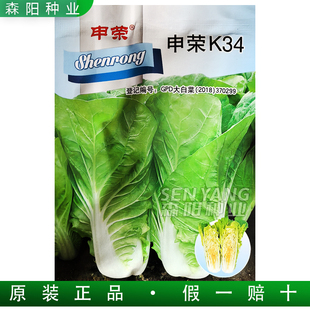 申荣K34黄心小白菜种子四季速生奶油快菜早熟高产抗病苗菜德高536