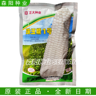 正大种业珠玉糯1号玉米杂交种国审杂交一代白糯玉米春播大田玉米