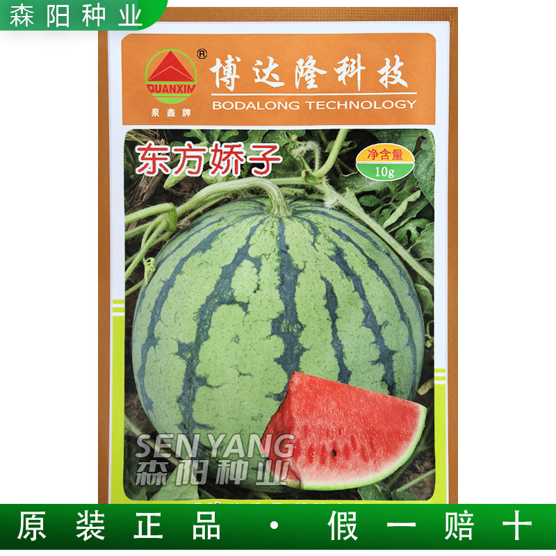 泉鑫牌东方娇子西瓜种子早熟圆球型二倍体杂交西瓜特甜麒麟瓜8424