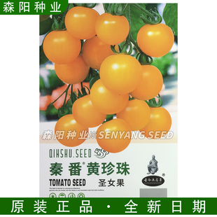 秦番黄珍珠圣女果种子高甜度小番茄家庭种植阳台盆栽观赏食用千禧