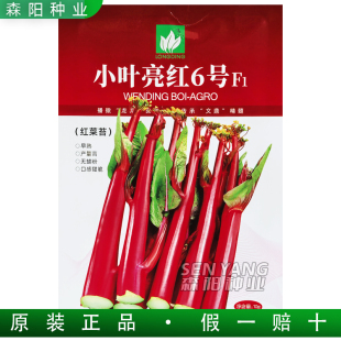 文鼎小叶亮红6号红菜苔种子早熟高产甜脆无蜡粉高产甜菜心卖相好