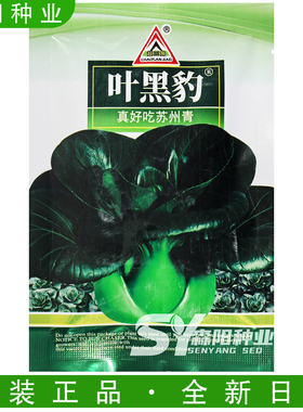 超三角叶黑豹真好吃苏州青深绿色青梗菜春秋季上海青阳台盆栽青菜