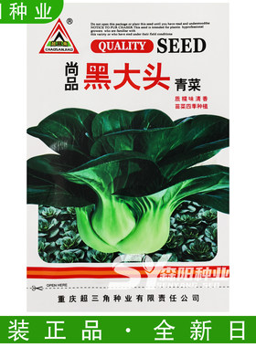 超三角尚品黑大头青梗菜种子耐寒