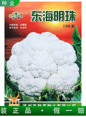 神鹿东海明珠花椰菜种子