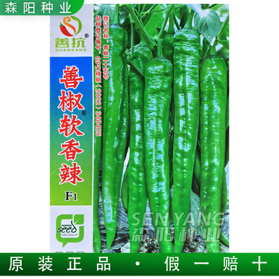 善椒软香辣粗长牛角椒软皮2307