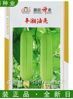 湘研丰湘油亮丝瓜种子早熟光皮白绿色油丝瓜春季丰香油亮三号短棒